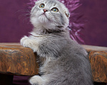 Кошки в Барнауле: Котик Юпитер💎 Мальчик, Бесплатно - фото 7