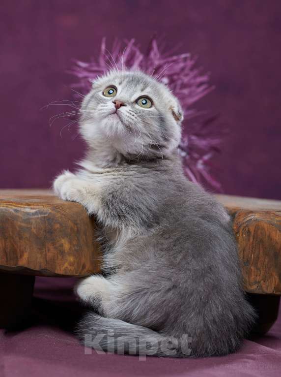 Кошки в Барнауле: Котик Юпитер💎 Мальчик, Бесплатно - фото 7