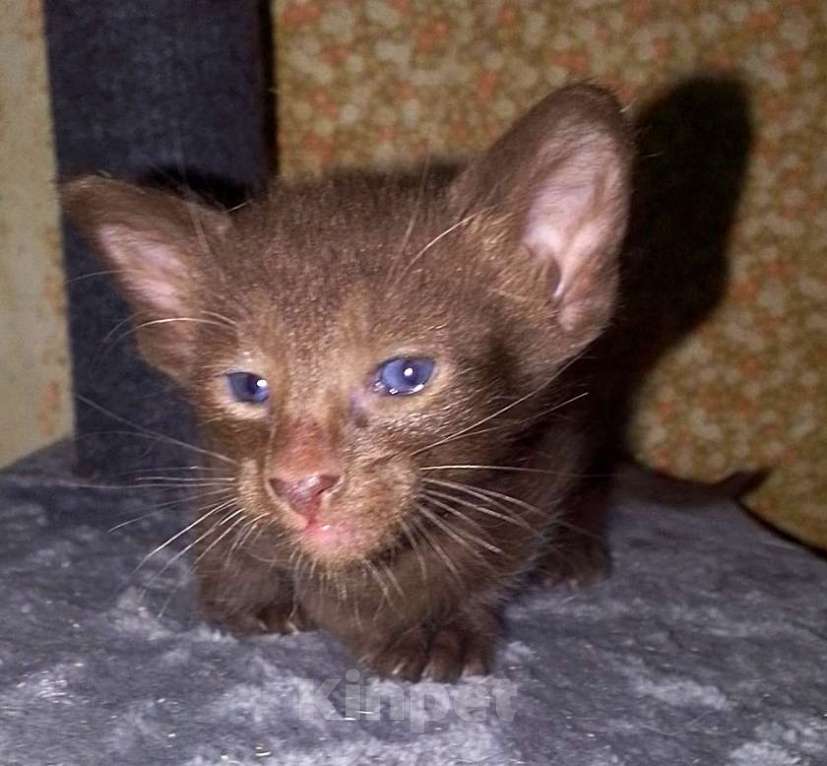 Кошки в Москве: Ориентальные котята  Девочка, 15 000 руб. - фото 4