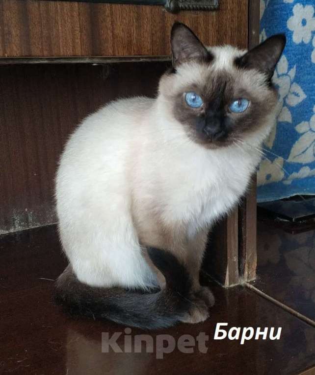 Кошки в Москве: Чистопородные тайцы из питомника Разнополые, Бесплатно - фото 2