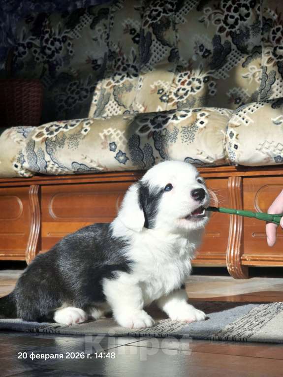 Собаки в Люберцах: Корги Мальчик, Бесплатно - фото 1