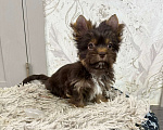 Собаки в Краснодаре: Шоколадный Йорк, Мальчик Мальчик, 30 000 руб. - фото 2