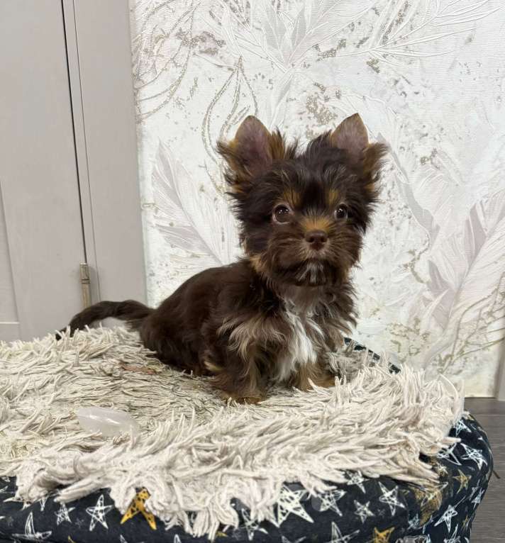 Собаки в Краснодаре: Шоколадный Йорк, Мальчик Мальчик, 30 000 руб. - фото 2