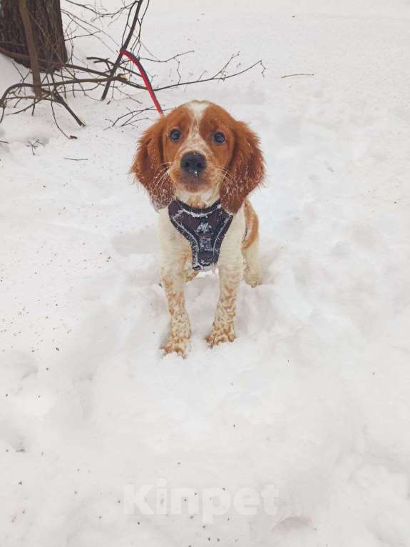 Собаки в Мытищах: Щенок бретонского эпаньоля Мальчик, 45 000 руб. - фото 5