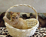 Кошки в Краснодаре: Кошечка экзот Девочка, 5 000 руб. - фото 1
