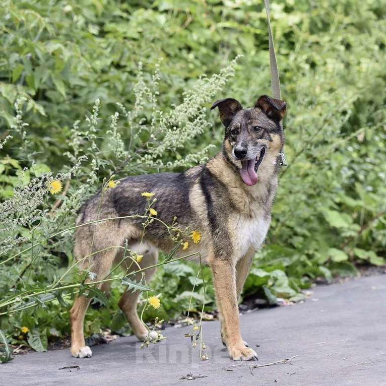 Собаки в Москве: Тобик Мальчик, Бесплатно - фото 5