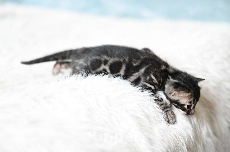 Кошки в Ивантеевке: D002 Девочка, 80 000 руб. - фото 3