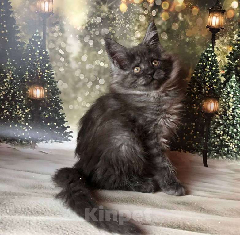 Кошки в Санкт-Петербурге: Кошечка мейн кун чёрная дымная Девочка, 35 000 руб. - фото 4