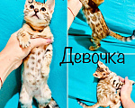 Кошки в Симферополе: Продаются бенгальские котята, 30 000 руб. - фото 3