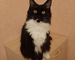 Кошки в Оленегорске: Мейн кун котик, 18 000 руб. - фото 2