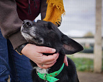 Собаки в Клине: Уникальная Шерри Девочка, Бесплатно - фото 8