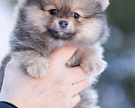 Собаки в Пушкино: щенки померанского шпица Девочка, 50 000 руб. - фото 1