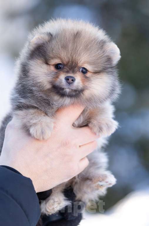 Собаки в Пушкино: щенки померанского шпица Девочка, 50 000 руб. - фото 1