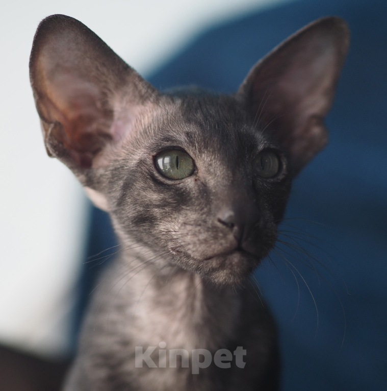 Кошки в Москве: Ориентальные котята Мальчик, Бесплатно - фото 5