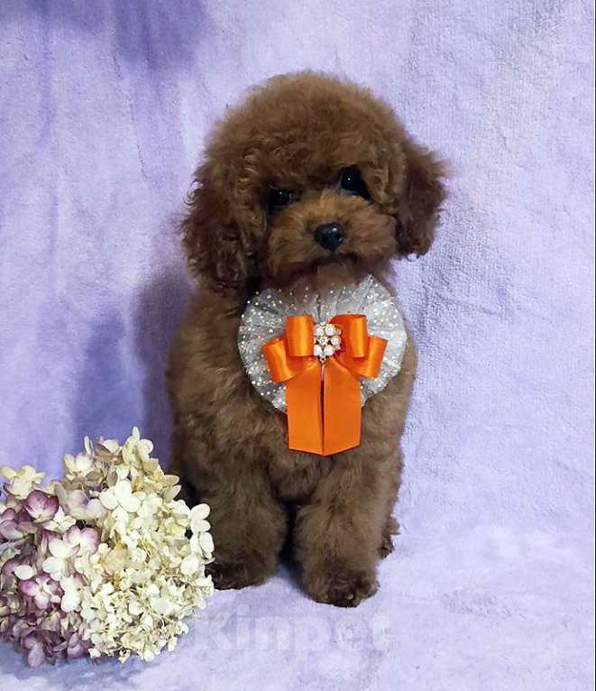 Собаки в Москве: Тэдди пудель мальчик Мальчик, 100 000 руб. - фото 2