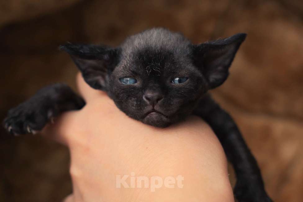 Кошки в Москве: Девон-рекс Мальчик, Бесплатно - фото 1