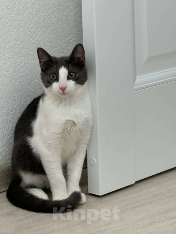 Кошки в Санкт-Петербурге: Котенок Томас ищет дом Мальчик, Бесплатно - фото 4