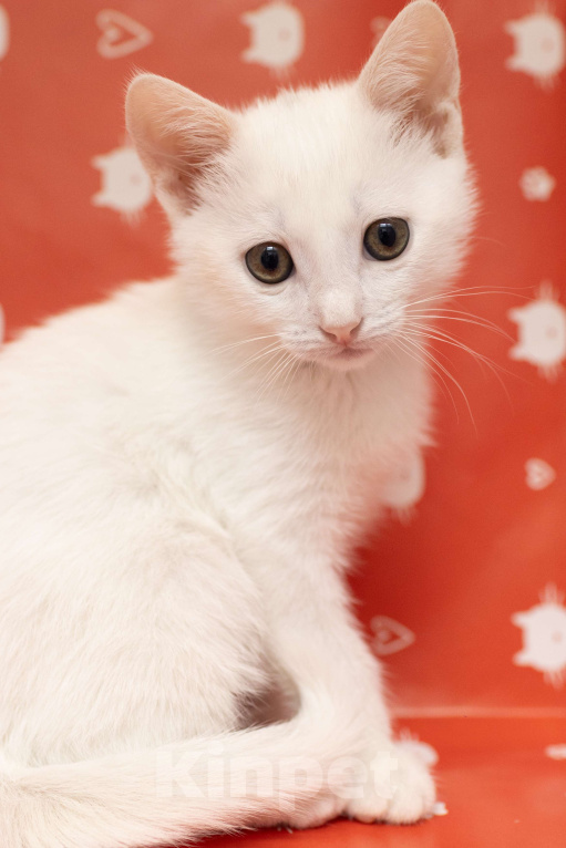 Кошки в Москве: Крошка Мину - как из мультика про котов-аристократов Девочка, Бесплатно - фото 5