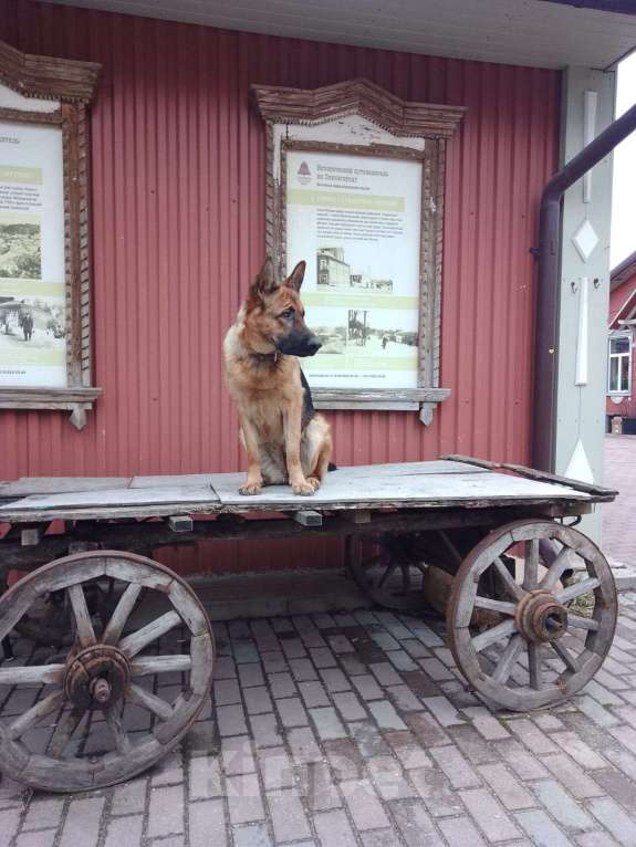 Собаки в Истре: милые МИШКИ Девочка, 20 000 руб. - фото 6