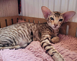 Кошки в Краснодаре: Котёнок  Девочка, 50 000 руб. - фото 1