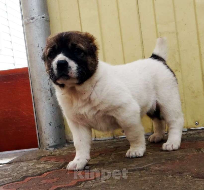 Собаки в Екатеринбурге: Среднеазиатская овчарка (алабай) Девочка, 40 000 руб. - фото 3