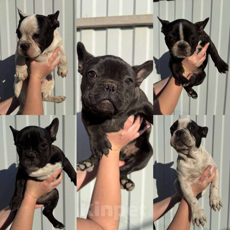 Собаки в Ростове-на-Дону: Французские бульдоги домашние,3-4 месяца Мальчик, Бесплатно - фото 1
