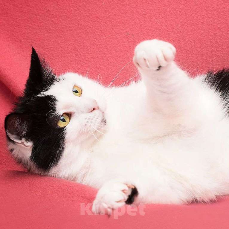 Кошки в Москве: Кошечка Эльза вывезена из Мариуполя Девочка, Бесплатно - фото 4