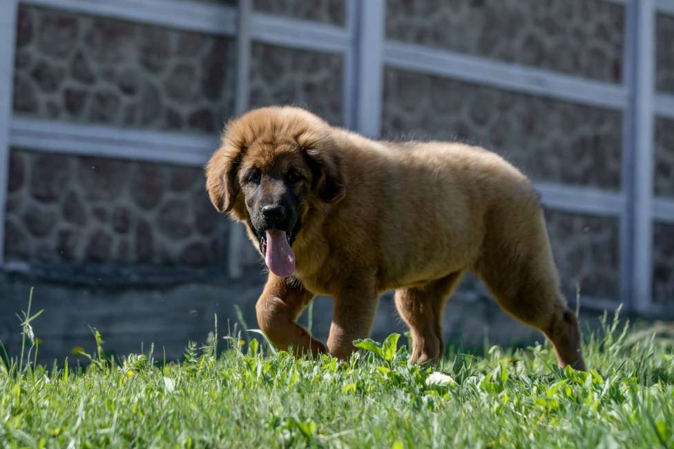 Собаки в Екатеринбурге: Тибеточка  Бай Лу Девочка, 50 000 руб. - фото 3