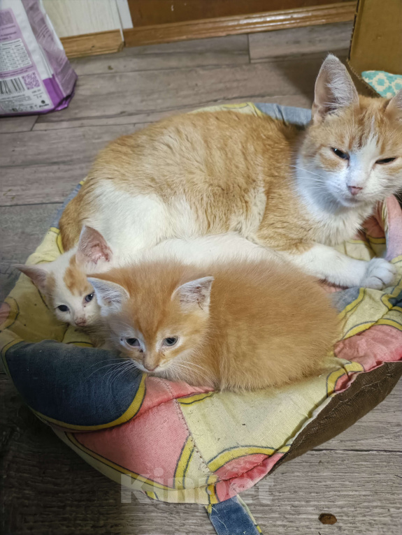 Кошки в других городах Ленинградской области: Два озорных пацана Мальчик, Бесплатно - фото 3