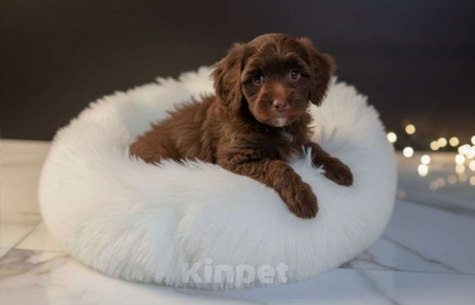 Собаки в Москве: Мальтипу F1 премиум мини Корея Мальчик, 80 000 руб. - фото 4