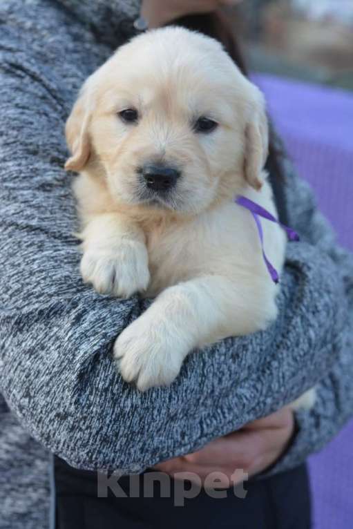 Собаки в Москве: Щенки  Золотистого ретривера Девочка, 60 000 руб. - фото 7