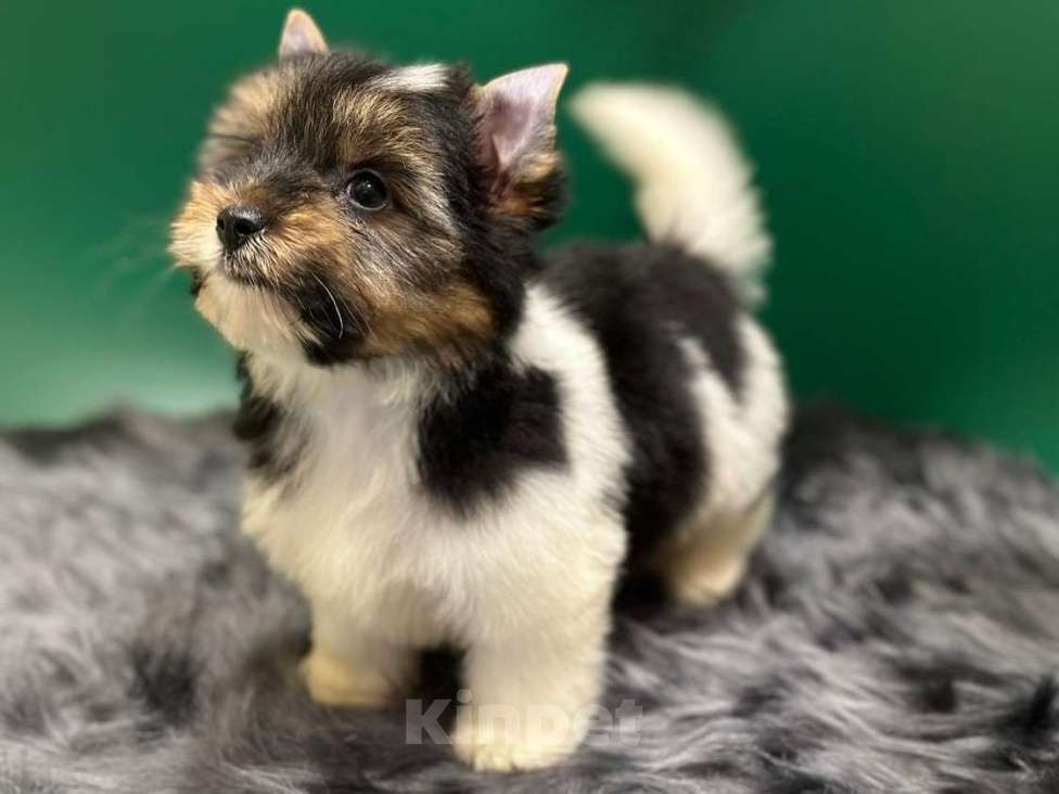 Собаки в Мур: Малыш-Гаврюша Мальчик, 35 000 руб. - фото 3