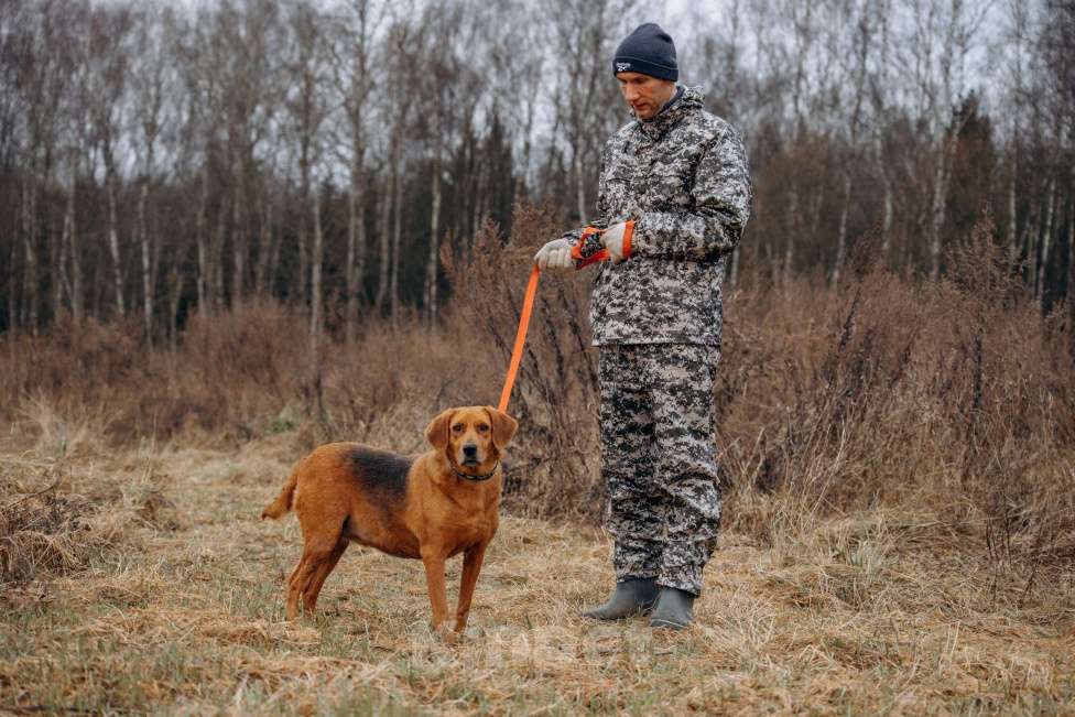 Собаки в Москве: Собака из приюта ищет дом Девочка, Бесплатно - фото 5