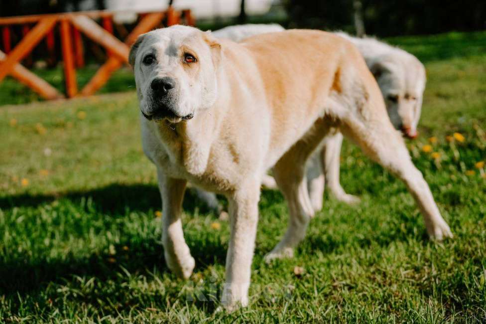 Собаки в Москве: Пара молодых алабаев в добрые руки Девочка, Бесплатно - фото 6