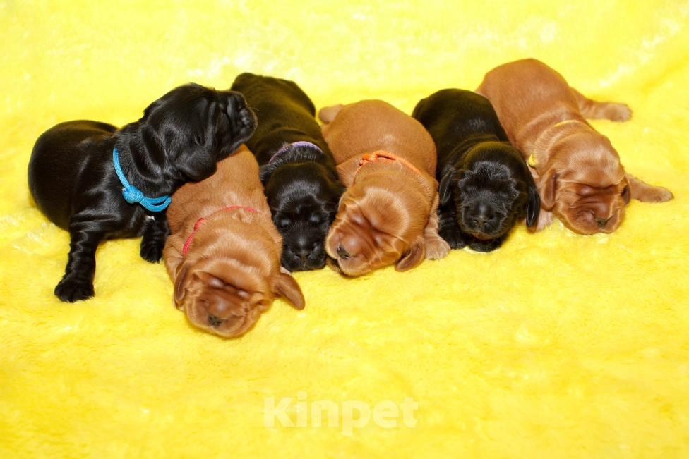 Собаки в Санкт-Петербурге: Продаются щенки. Мальчик, 50 000 руб. - фото 4