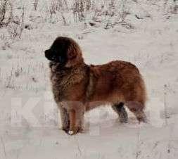 Собаки в других городах Московской области: Подрощенный щенок леонбергера Девочка, 40 000 руб. - фото 2