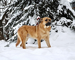 Собаки в Москве: Собака бесплатно в Москве Мальчик, Бесплатно - фото 3