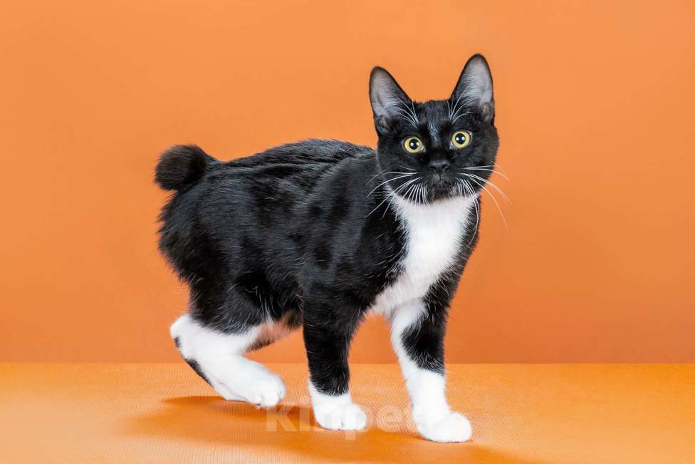 Кошки в Омске: кошечка курильского бобтейла Девочка, 30 000 руб. - фото 3