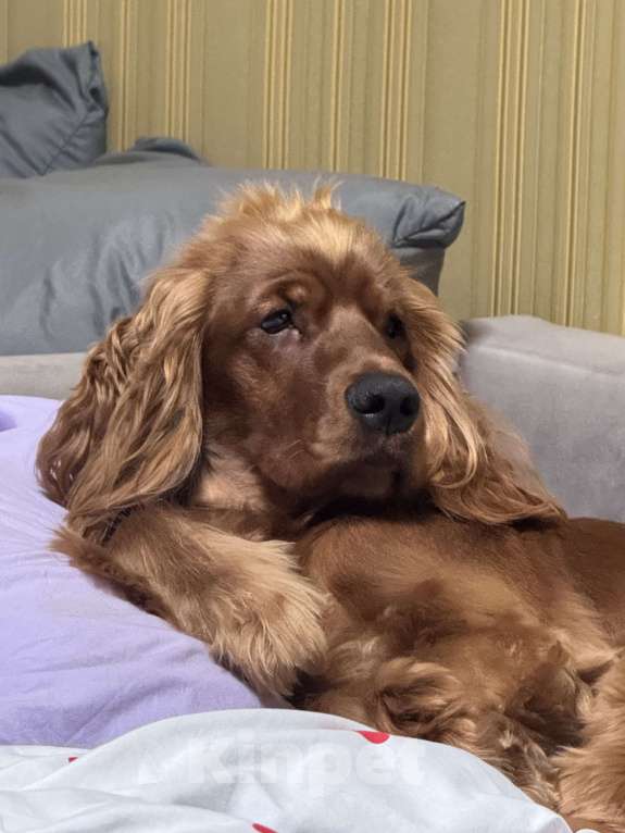 Собаки в Москве: Бусинку в добрые руки Мальчик, Бесплатно - фото 1