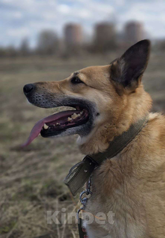 Собаки в Королеве: Любви не случилось… Девочка, Бесплатно - фото 8