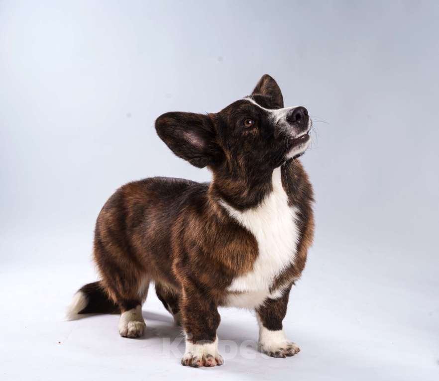 Собаки в Жуковском: Щенок без забот! Мальчик, 100 000 руб. - фото 4