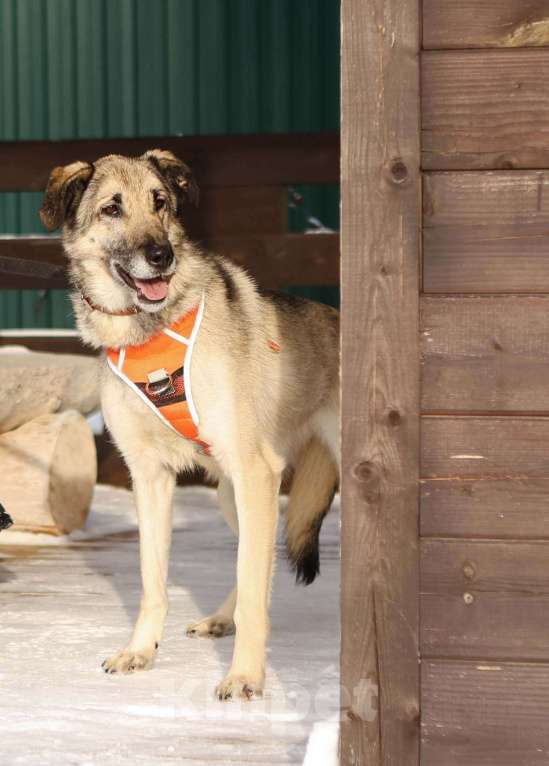 Собаки в Москве: Добродушная собачка Виста в добрые руки Девочка, Бесплатно - фото 4