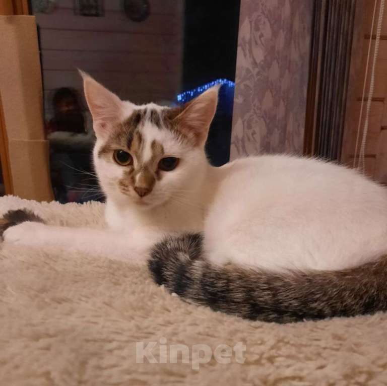 Кошки в Москве: Варя ищет дом  Девочка, Бесплатно - фото 1