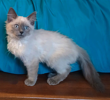 Невская Маскарадная.