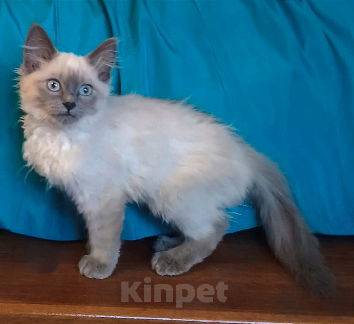 Кошки в Ростове-на-Дону: Невская Маскарадная. Девочка, 10 000 руб. - фото 1