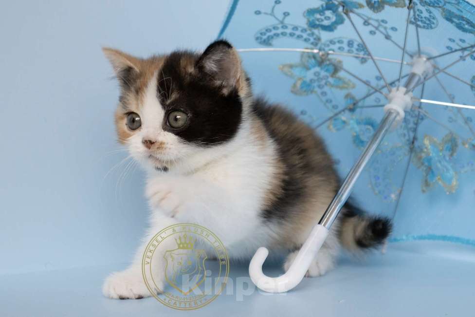 Кошки в Люберцах: Британский котенок Девочка, 20 000 руб. - фото 2