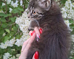 Кошки в Москве: Пушистый котёнок в добрые руки Девочка, Бесплатно - фото 5