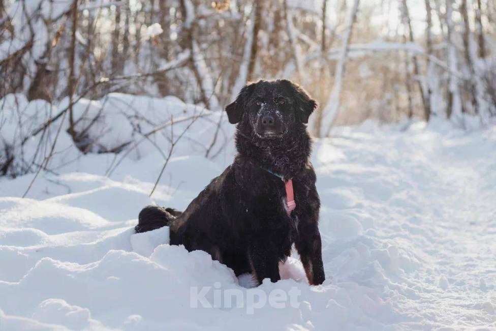 Собаки в Москве: Окси ищет дом Мальчик, Бесплатно - фото 6