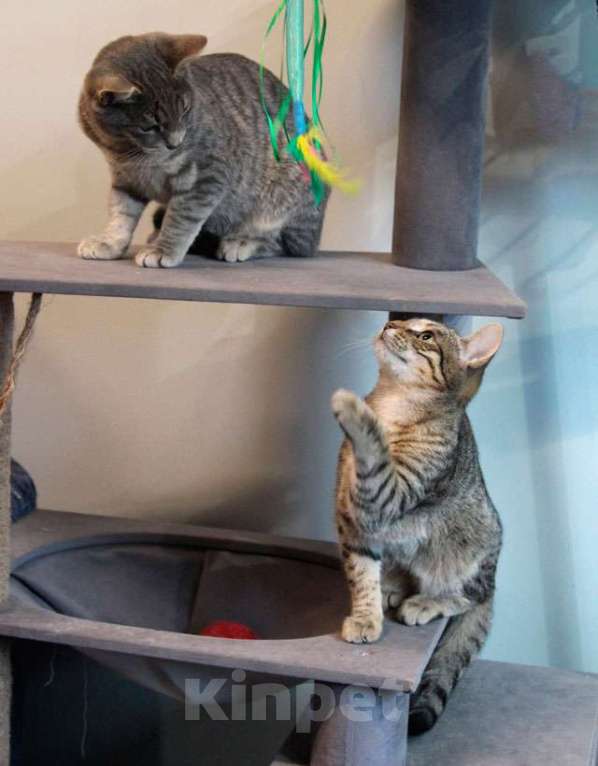 Кошки в Москве: Ищут дом три кошачьих сердца Мальчик, 10 руб. - фото 1