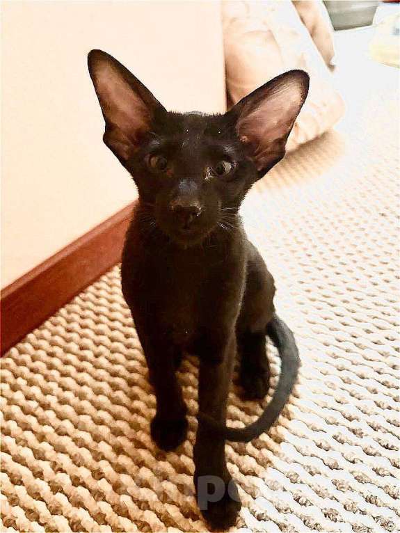 Кошки в Мытищах: Ориентальные котята Девочка, 30 000 руб. - фото 2